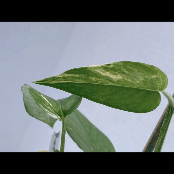Epiprenmum Pinnatum Variegated